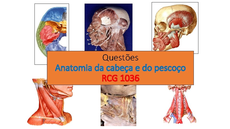 Questões Anatomia da cabeça e do pescoço RCG 1036 