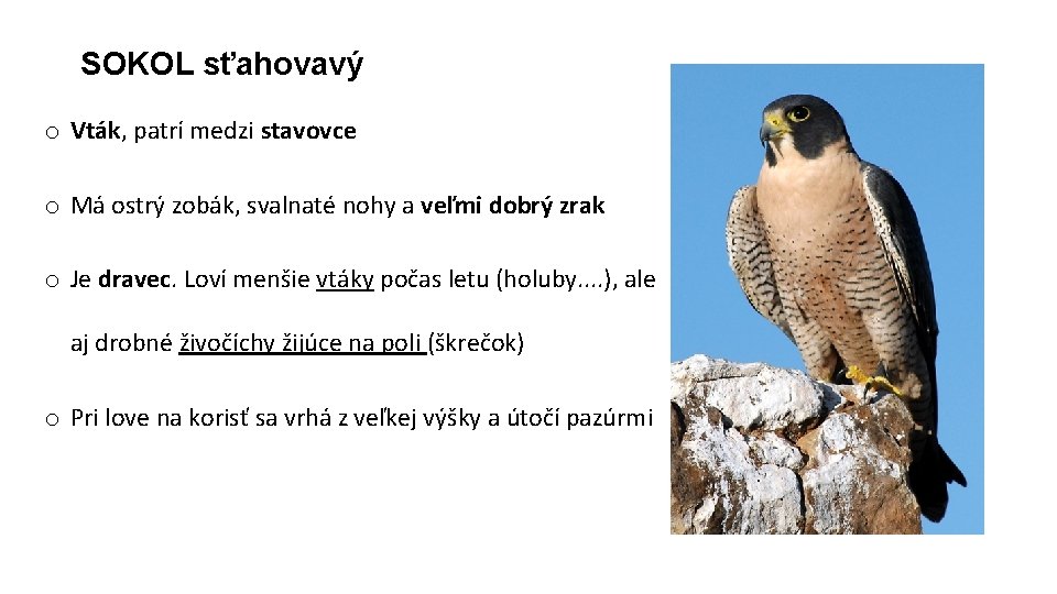 SOKOL sťahovavý o Vták, patrí medzi stavovce o Má ostrý zobák, svalnaté nohy a