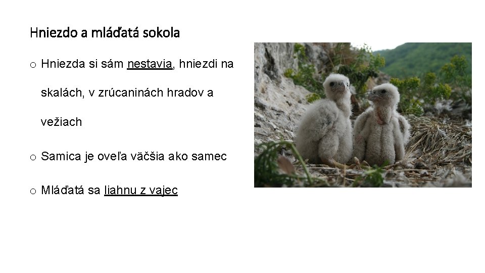 Hniezdo a mláďatá sokola o Hniezda si sám nestavia, hniezdi na skalách, v zrúcaninách