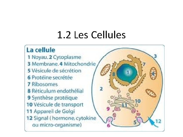 1. 2 Les Cellules 