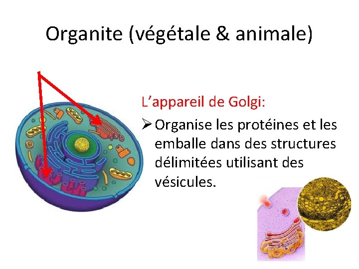 Organite (végétale & animale) L’appareil de Golgi: Ø Organise les protéines et les emballe