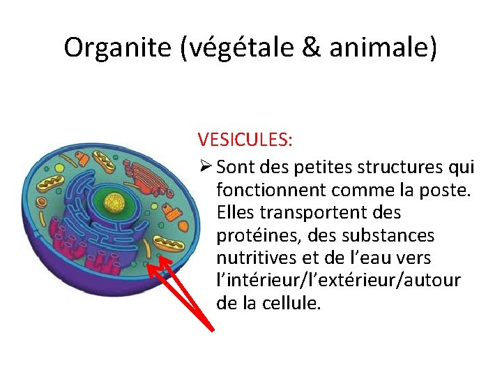 Organite (végétale & animale) VESICULES: Ø Sont des petites structures qui fonctionnent comme la