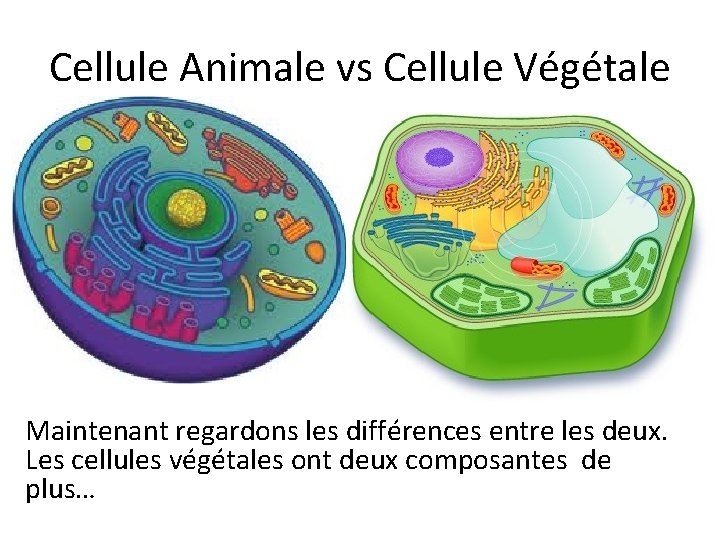 Cellule Animale vs Cellule Végétale Maintenant regardons les différences entre les deux. Les cellules