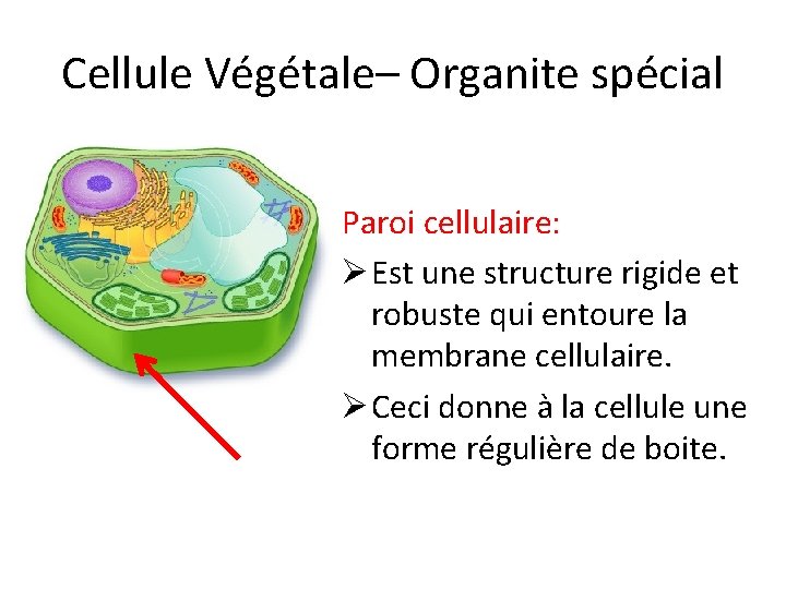 Cellule Végétale– Organite spécial Paroi cellulaire: Ø Est une structure rigide et robuste qui
