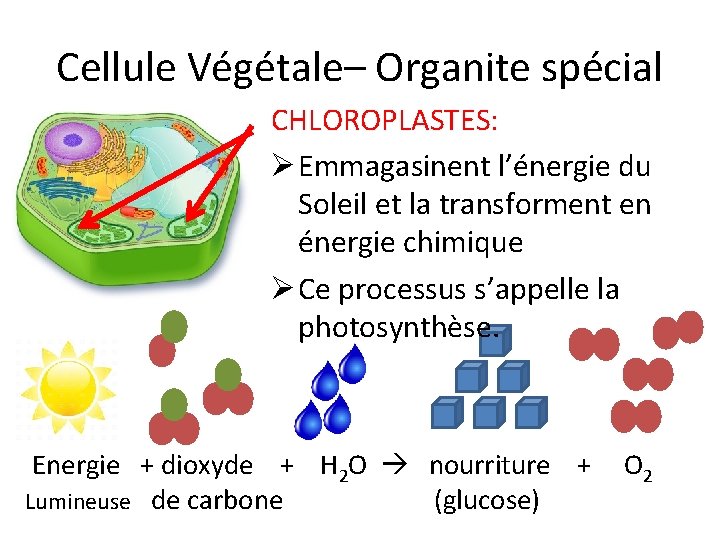 Cellule Végétale– Organite spécial CHLOROPLASTES: Ø Emmagasinent l’énergie du Soleil et la transforment en