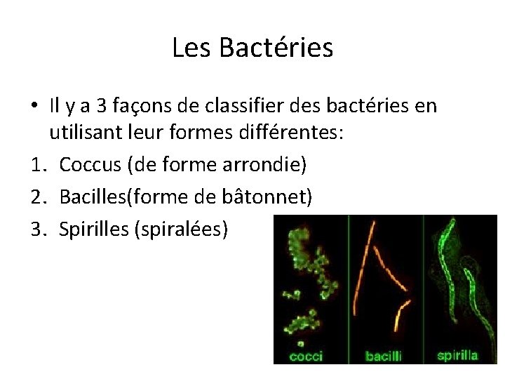 Les Bactéries • Il y a 3 façons de classifier des bactéries en utilisant