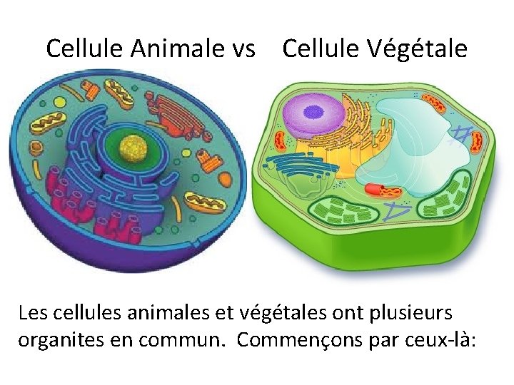 Cellule Animale vs Cellule Végétale Les cellules animales et végétales ont plusieurs organites en