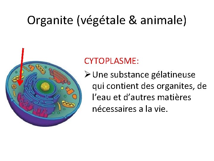 Organite (végétale & animale) CYTOPLASME: Ø Une substance gélatineuse qui contient des organites, de