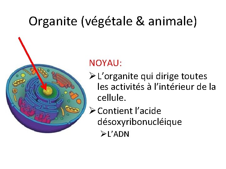 Organite (végétale & animale) NOYAU: Ø L’organite qui dirige toutes les activités à l’intérieur