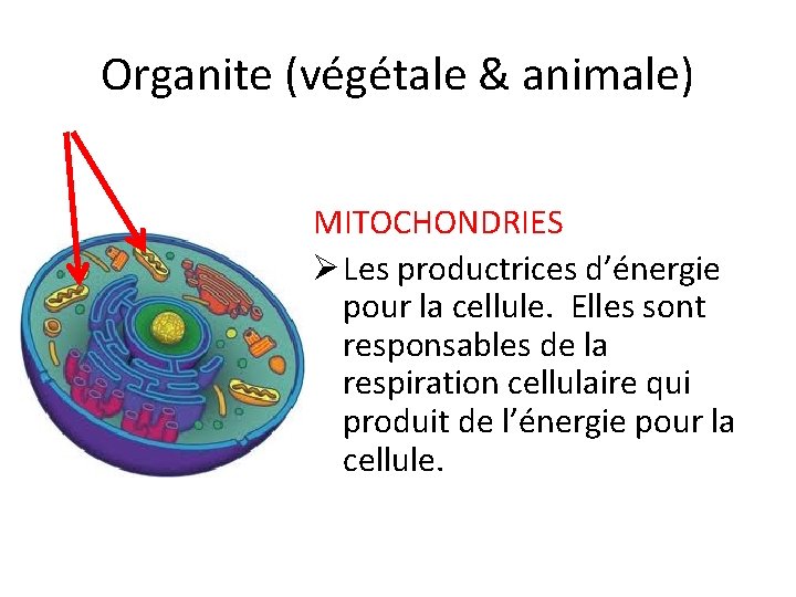 Organite (végétale & animale) MITOCHONDRIES Ø Les productrices d’énergie pour la cellule. Elles sont