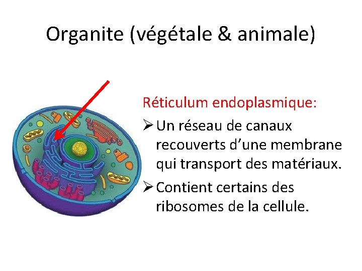 Organite (végétale & animale) Réticulum endoplasmique: Ø Un réseau de canaux recouverts d’une membrane