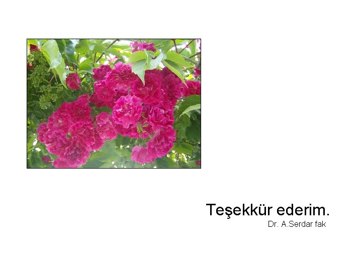 Teşekkür ederim. Dr. A. Serdar fak 