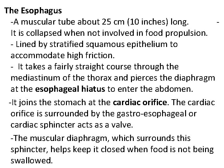  The Esophagus -A muscular tube about 25 cm (10 inches) long. - It