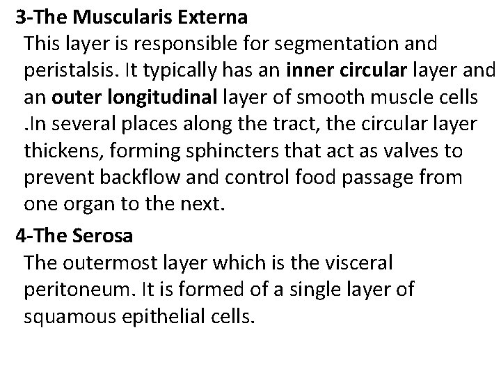  3 -The Muscularis Externa This layer is responsible for segmentation and peristalsis. It
