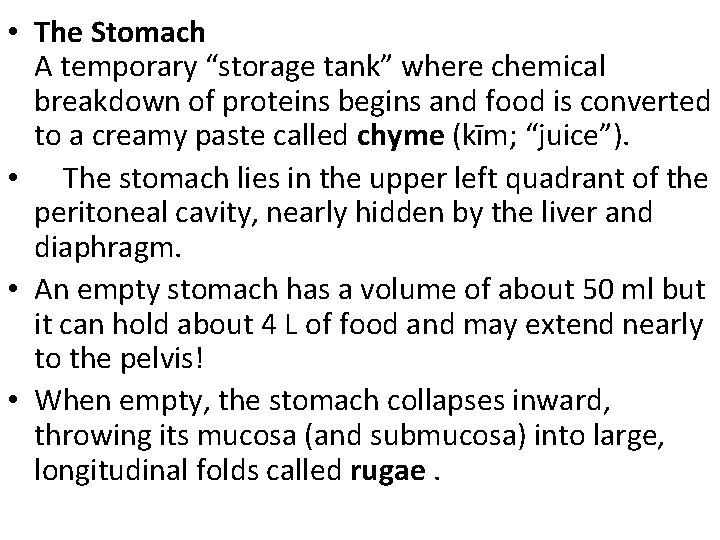  • The Stomach A temporary “storage tank” where chemical breakdown of proteins begins