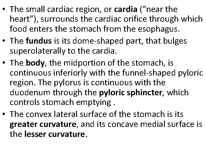  • The small cardiac region, or cardia (“near the heart”), surrounds the cardiac