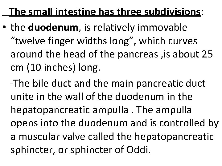  The small intestine has three subdivisions: • the duodenum, is relatively immovable “twelve