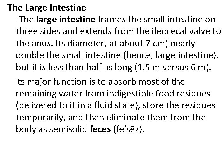 The Large Intestine -The large intestine frames the small intestine on three sides and