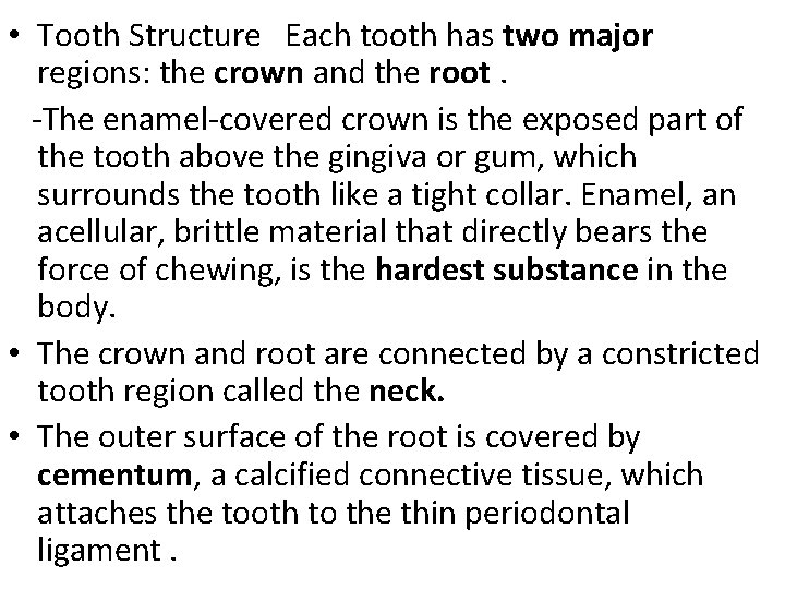  • Tooth Structure Each tooth has two major regions: the crown and the