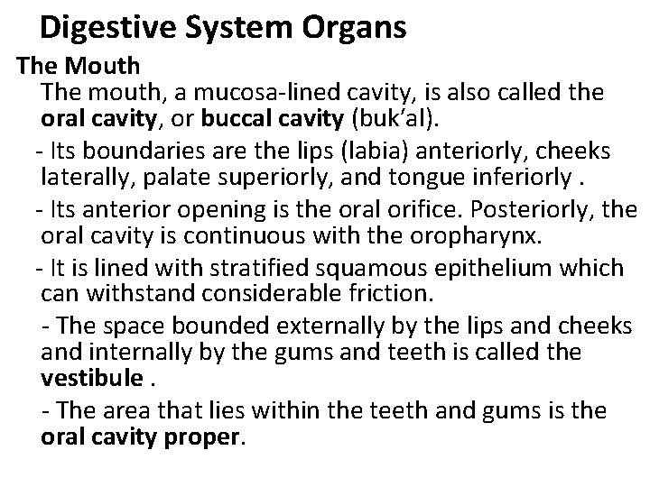 Digestive System Organs The Mouth The mouth, a mucosa-lined cavity, is also called the