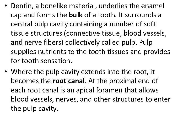  • Dentin, a bonelike material, underlies the enamel cap and forms the bulk
