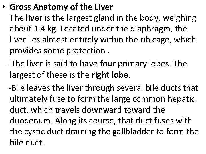  • Gross Anatomy of the Liver The liver is the largest gland in