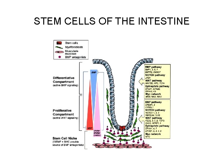 STEM CELLS OF THE INTESTINE 