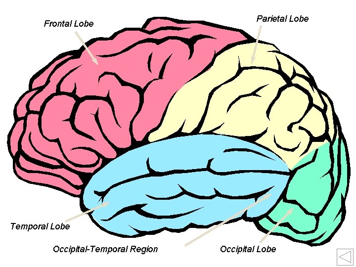 Frontal Lobe Parietal Lobe Temporal Lobe 7 Occipital-Temporal Region Occipital Lobe 