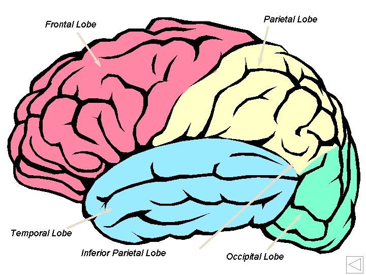 Frontal Lobe Parietal Lobe Temporal Lobe 9 Inferior Parietal Lobe Occipital Lobe 