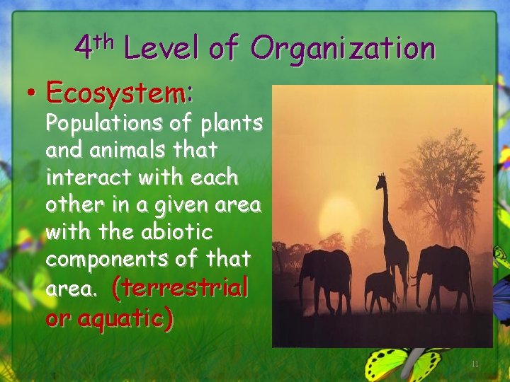 4 th Level of Organization • Ecosystem: Populations of plants and animals that interact
