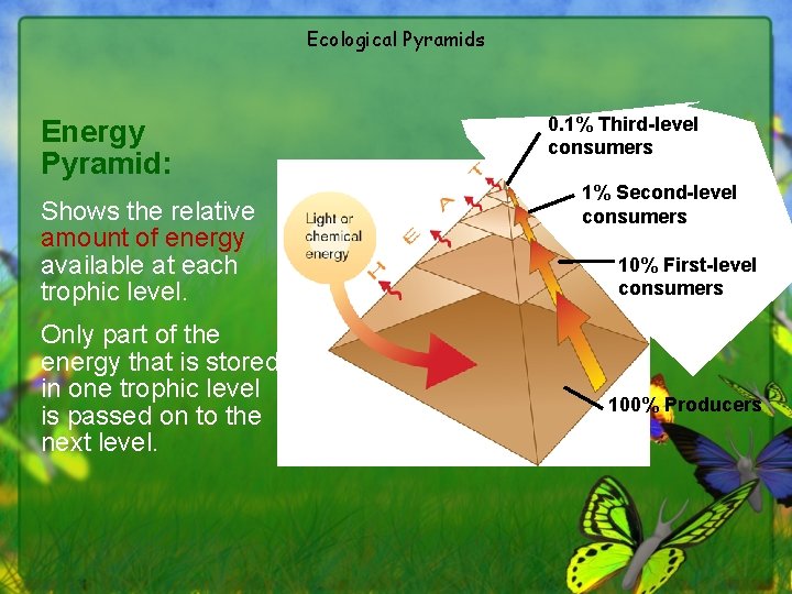 Ecological Pyramids Energy Pyramid: Shows the relative amount of energy available at each trophic