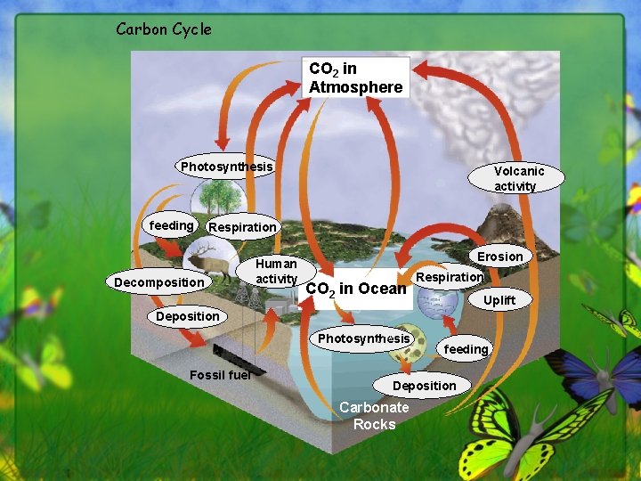 Carbon Cycle CO 2 in Atmosphere Photosynthesis feeding Volcanic activity Respiration Decomposition Human activity