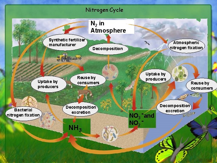 Nitrogen Cycle N 2 in Atmosphere Synthetic fertilizer manufacturer Uptake by producers Bacterial nitrogen