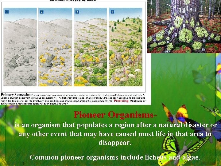 Pioneer Organismsis an organism that populates a region after a natural disaster or any
