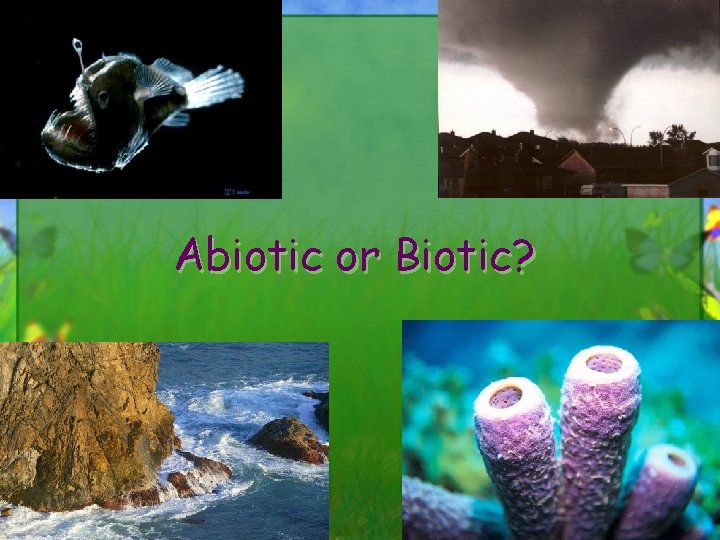 Abiotic or Biotic? 