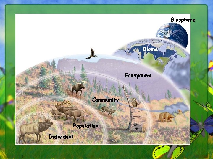 Biosphere Levels of Organization Biome Ecosystem Community Population Individual 