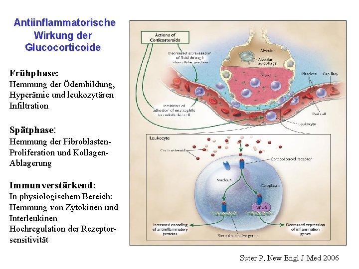 Antiinflammatorische Wirkung der Glucocorticoide Frühphase: Hemmung der Ödembildung, Hyperämie und leukozytären Infiltration Spätphase: Hemmung