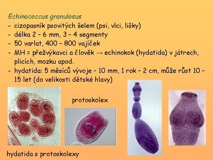 echinokok parazita)