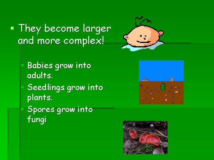 § They become larger and more complex! § Babies grow into adults. § Seedlings § They become larger and more complex! § Babies grow into adults. § Seedlings