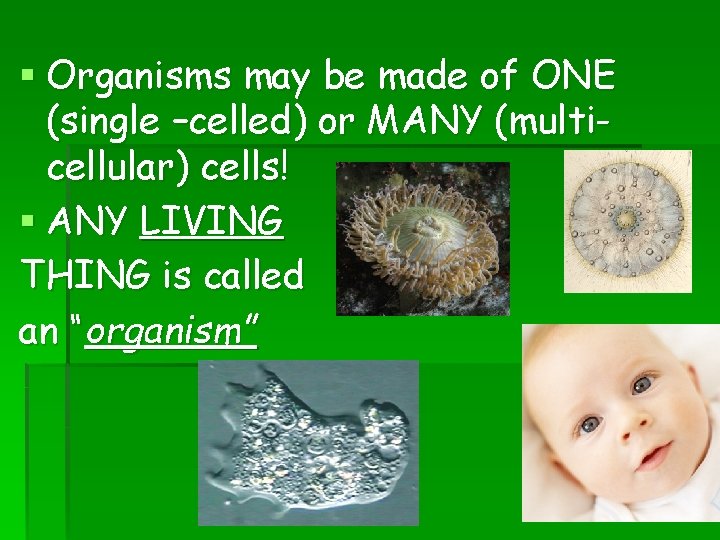 § Organisms may be made of ONE (single –celled) or MANY (multicellular) cells! § § Organisms may be made of ONE (single –celled) or MANY (multicellular) cells! §