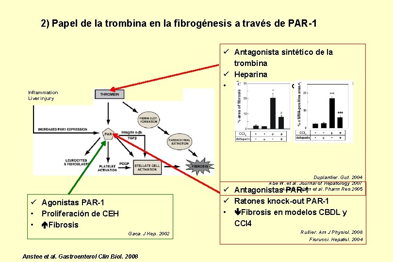 2) Papel de la trombina en la fibrogénesis a través de PAR-1 ü Antagonista