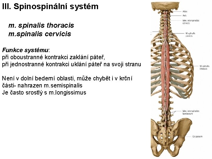 III. Spinospinální systém 1. m. spinalis thoracis 2. m. spinalis cervicis Funkce systému: při