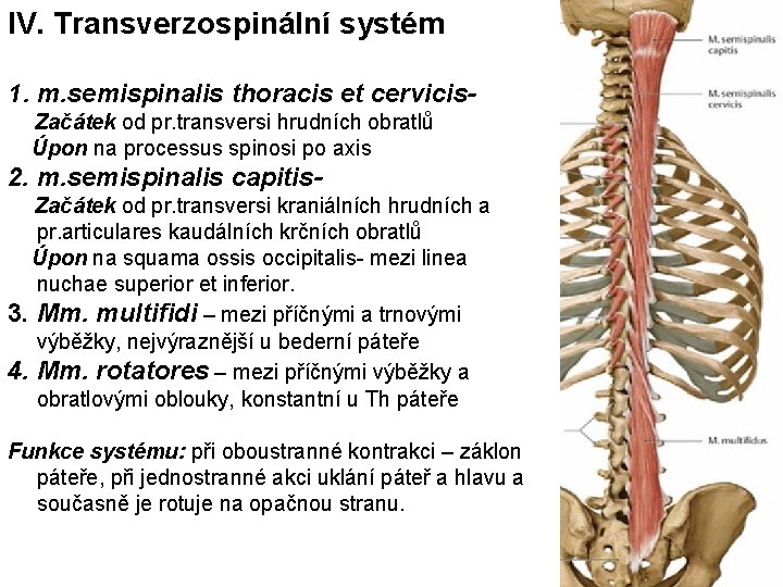 IV. Transverzospinální systém 1. m. semispinalis thoracis et cervicis Začátek od pr. transversi hrudních