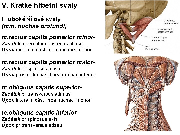 V. Krátké hřbetní svaly Hluboké šíjové svaly (mm. nuchae profundi) m. rectus capitis posterior