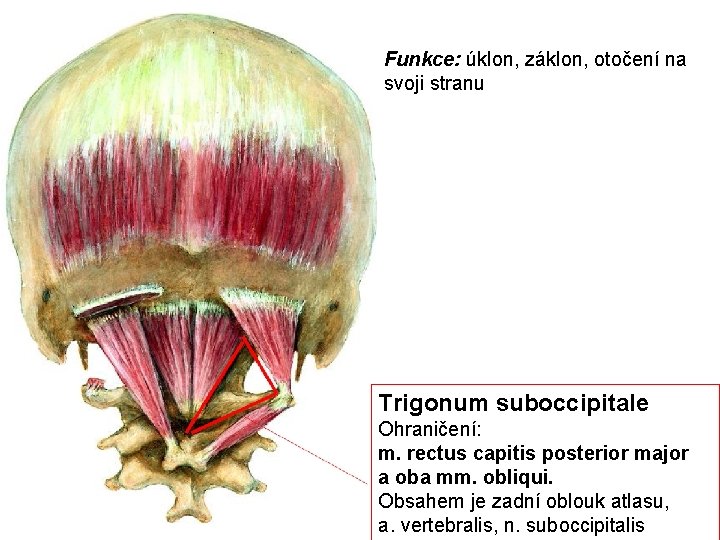 Funkce: úklon, záklon, otočení na svoji stranu Trigonum suboccipitale Ohraničení: m. rectus capitis posterior