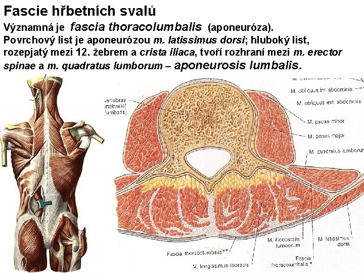 Fascie hřbetních svalů Významná je fascia thoracolumbalis (aponeuróza). Povrchový list je aponeurózou m. latissimus