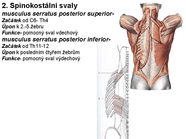 2. Spinokostální svaly musculus serratus posterior superior. Začátek od C 6 - Th 4