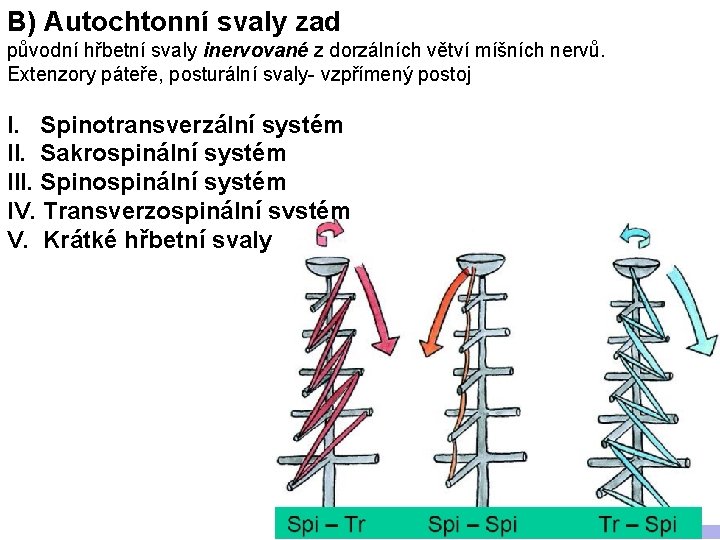 B) Autochtonní svaly zad původní hřbetní svaly inervované z dorzálních větví míšních nervů. Extenzory