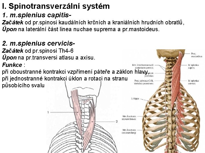 I. Spinotransverzální systém 1. m. splenius capitis. Začátek od pr. spinosi kaudálních krčních a