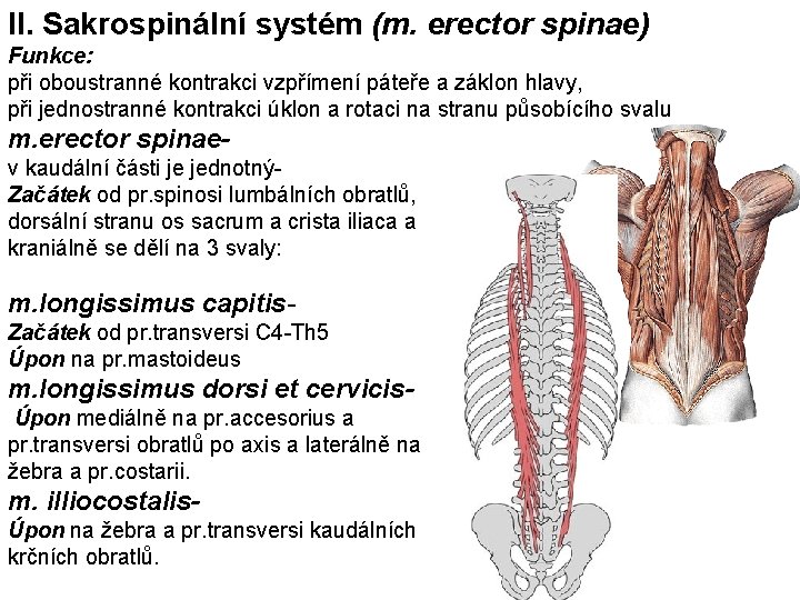 II. Sakrospinální systém (m. erector spinae) Funkce: při oboustranné kontrakci vzpřímení páteře a záklon